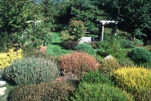 HEATHER PRUNING