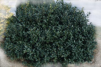 JAPANESE HOLLY