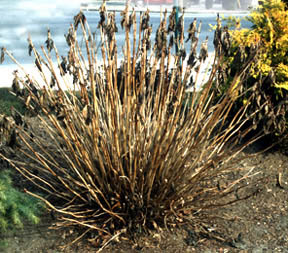 PRUNING HYDRANGEA