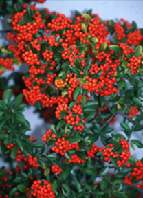 PYRACANTHA